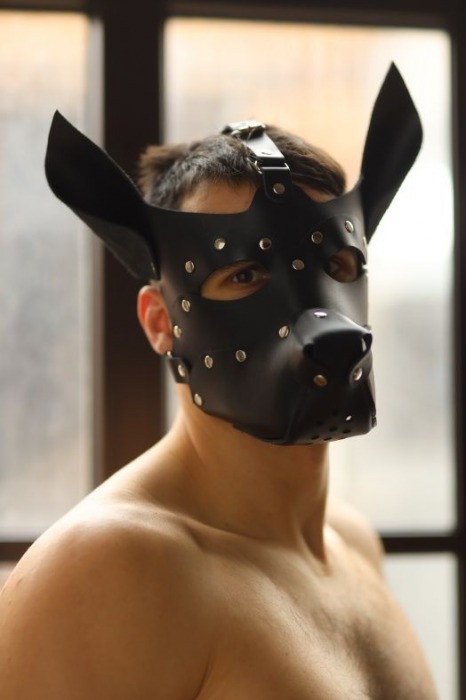 Эффектная маска собаки с металлическими заклепками - БДСМ Арсенал - купить с доставкой в Нижнем Новгороде